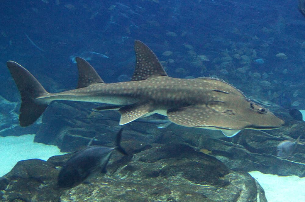 Image shows a bowhead guitarfish or Rhina ancylostomus. (FILE, Fishes of Australia)