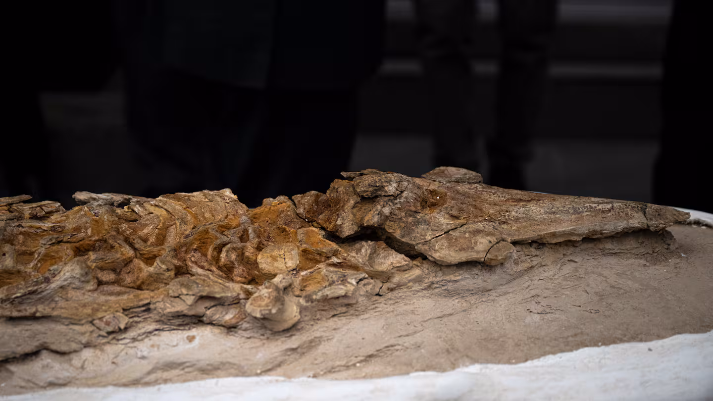 Scientists reveal 12‑million‑year‑old porpoise fossil discovered in Peru