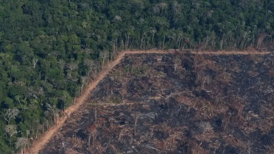 Amazon rainforest wikimedia commons