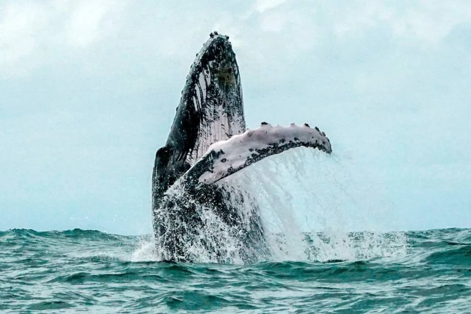 Iceland resumes whale hunt amid protest