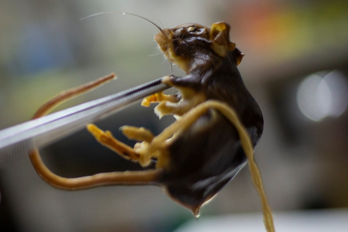 Independent CONICET researcher and National University of Cordoba associate professor Raul Gonzalez Ittig holds a preserved specimen of a Graomys chacoensis rodent inside the Population Genetics and Evolution Laboratory of the Institute of Diversity and A