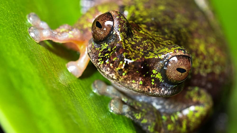 Nocturnal 'coffee frog' discovered in Costa Rica