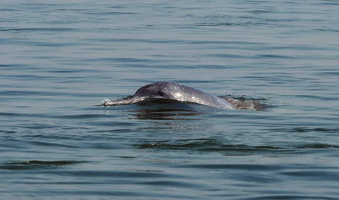 Large pod of bottlenose dolphins spotted in Gwadar, says WWF-Pakistan