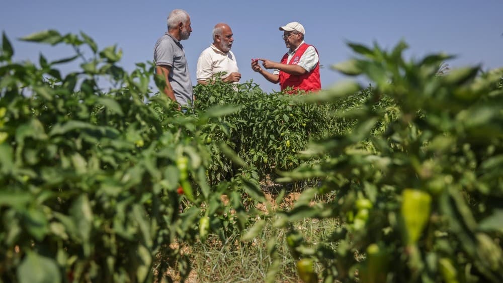'Ray of hope': Gaza seed bank rebuilds after wartime destruction