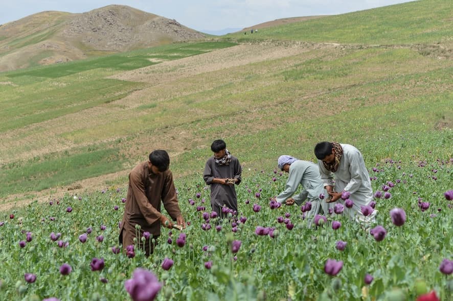 Afghan farmers harvest the sap from poppies in an illegal poppy field in the Argo district of Badakhshan province on June 13, 2025. (AFP)
