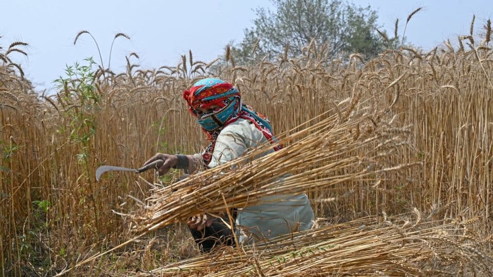 A farmer harvests wheat in a field on the outskirts of Lahore on April 15, 2025. (FILE/AFP)