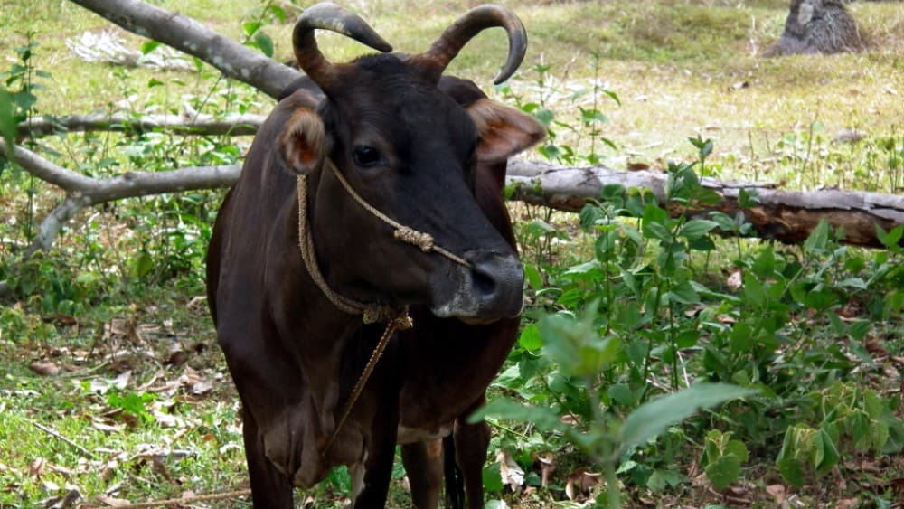 Cow from Kerala, India (Photo: Wikimedia Commons)