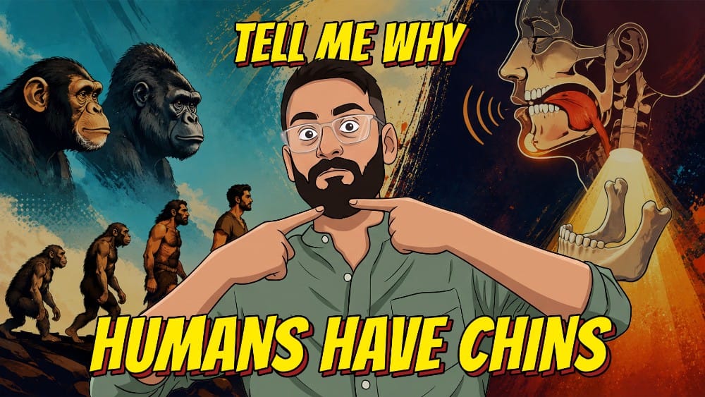 Humans are the only living species with a chin, but why? | Tell Me Why