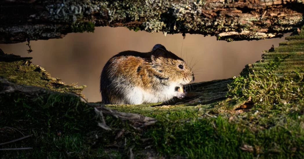 A bank vole (Myodes glareolus), also known as the forest vole, is a small rodent that can transmit hantavirus, which is dangerous to humans. (AFP)