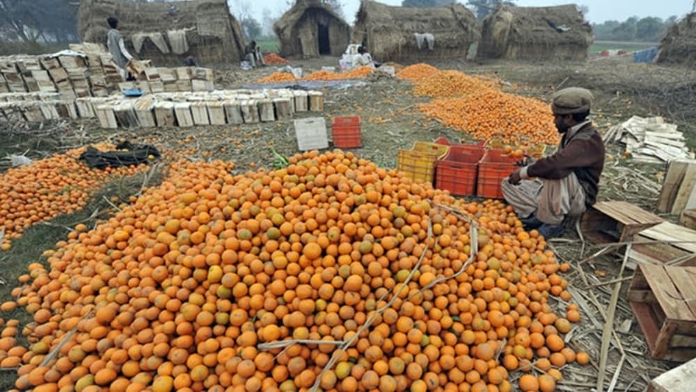 Pakistan Kinnow records strong growth despite Afghan market closure