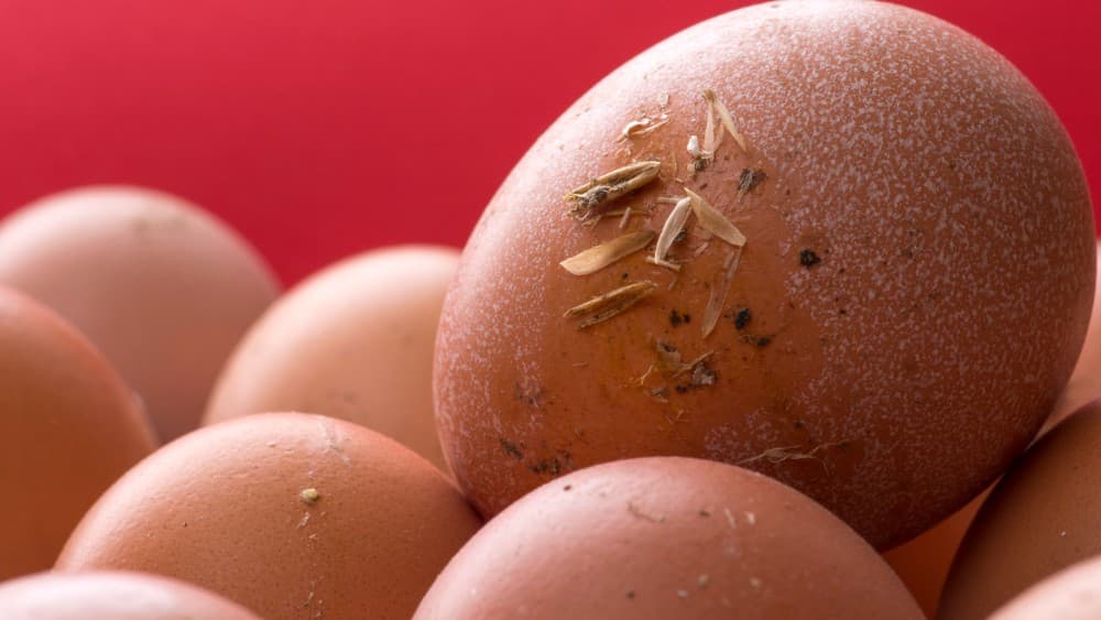 UK hit by deadly salmonella outbreak linked to imported eggs, one dead and 200+ infected