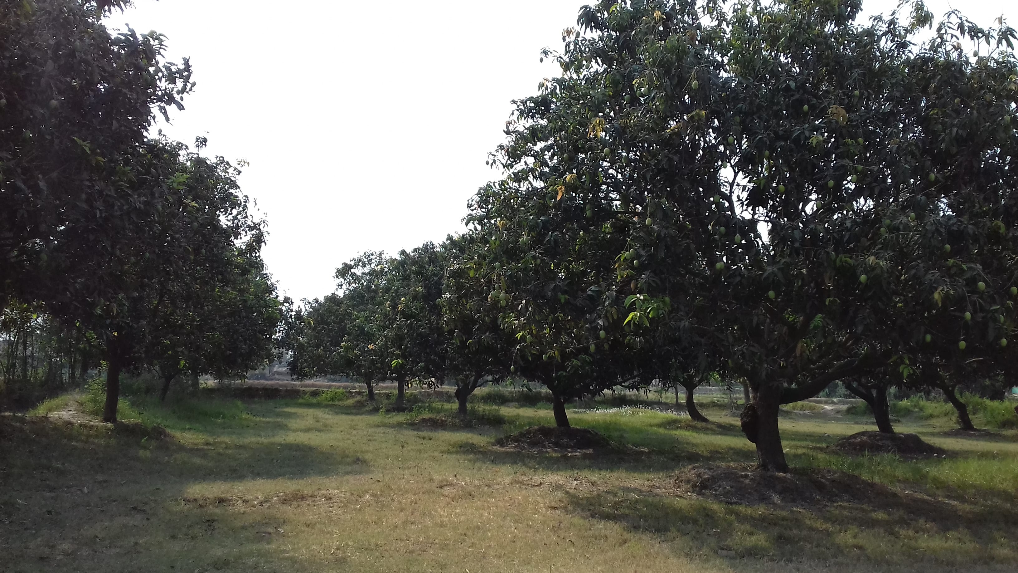 Mango cultivation in Nepal -(Photo: Wikimedia Commons)