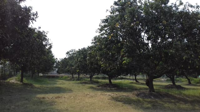 Mango cultivation in Nepal -(Photo: Wikimedia Commons)