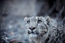 File Photo - Snow Leopards (Wikimedia Commons)
