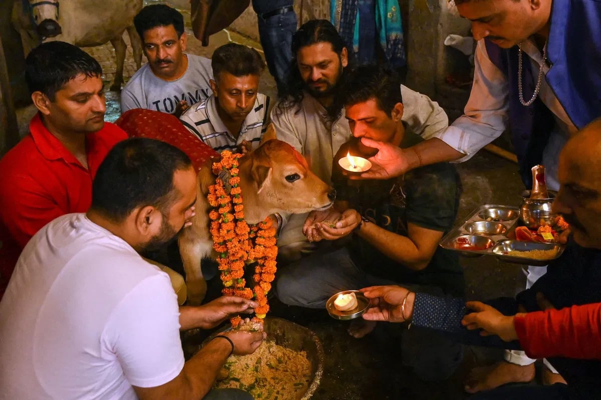 Hindus worship a calf during the Gopashtami festival dedicated to the Hindu deity Krishna and cows in Amritsar in 2022 (Narinder Nanu/AFP/Getty Images)