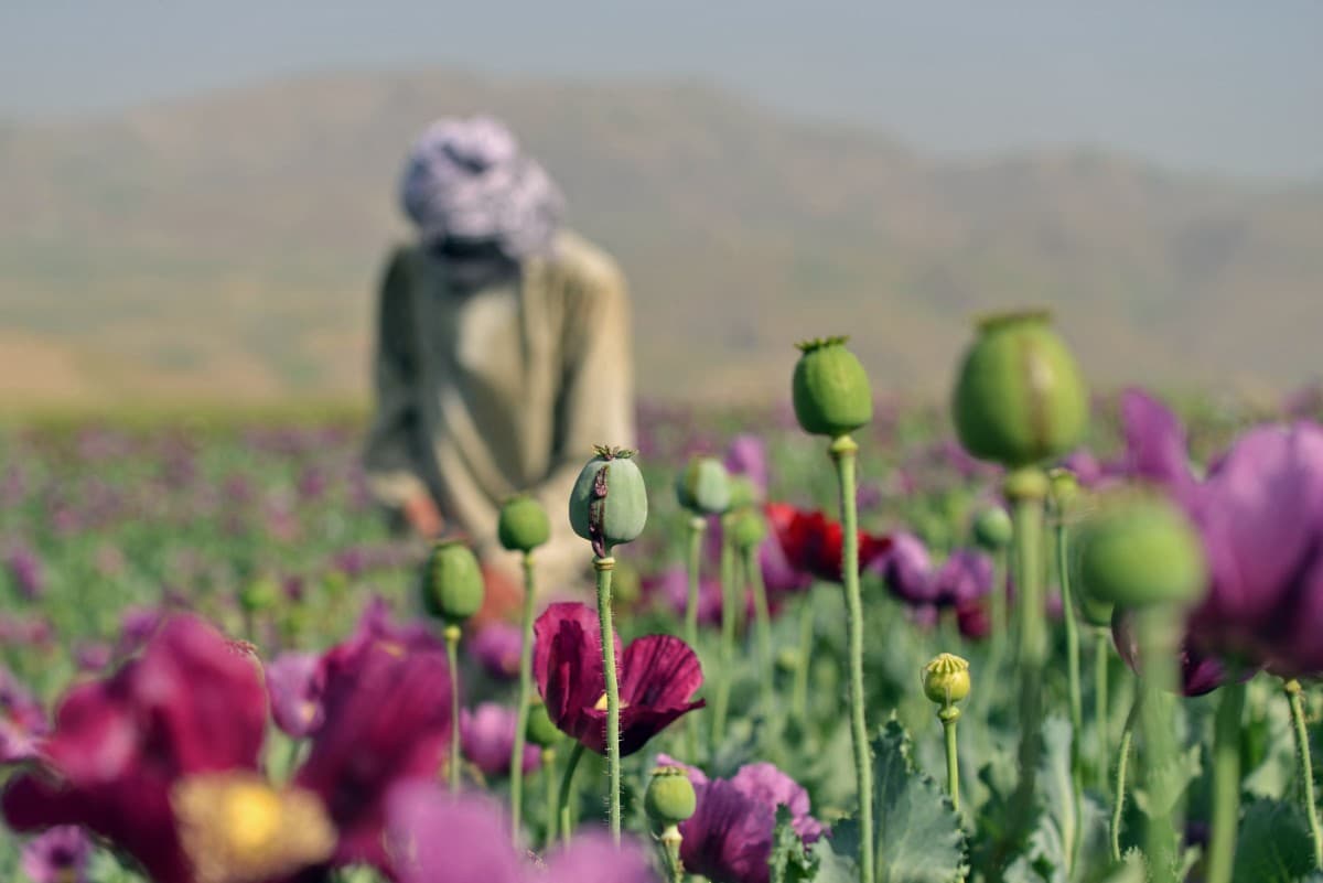 Afghanistan continues as major opium production hub: report
