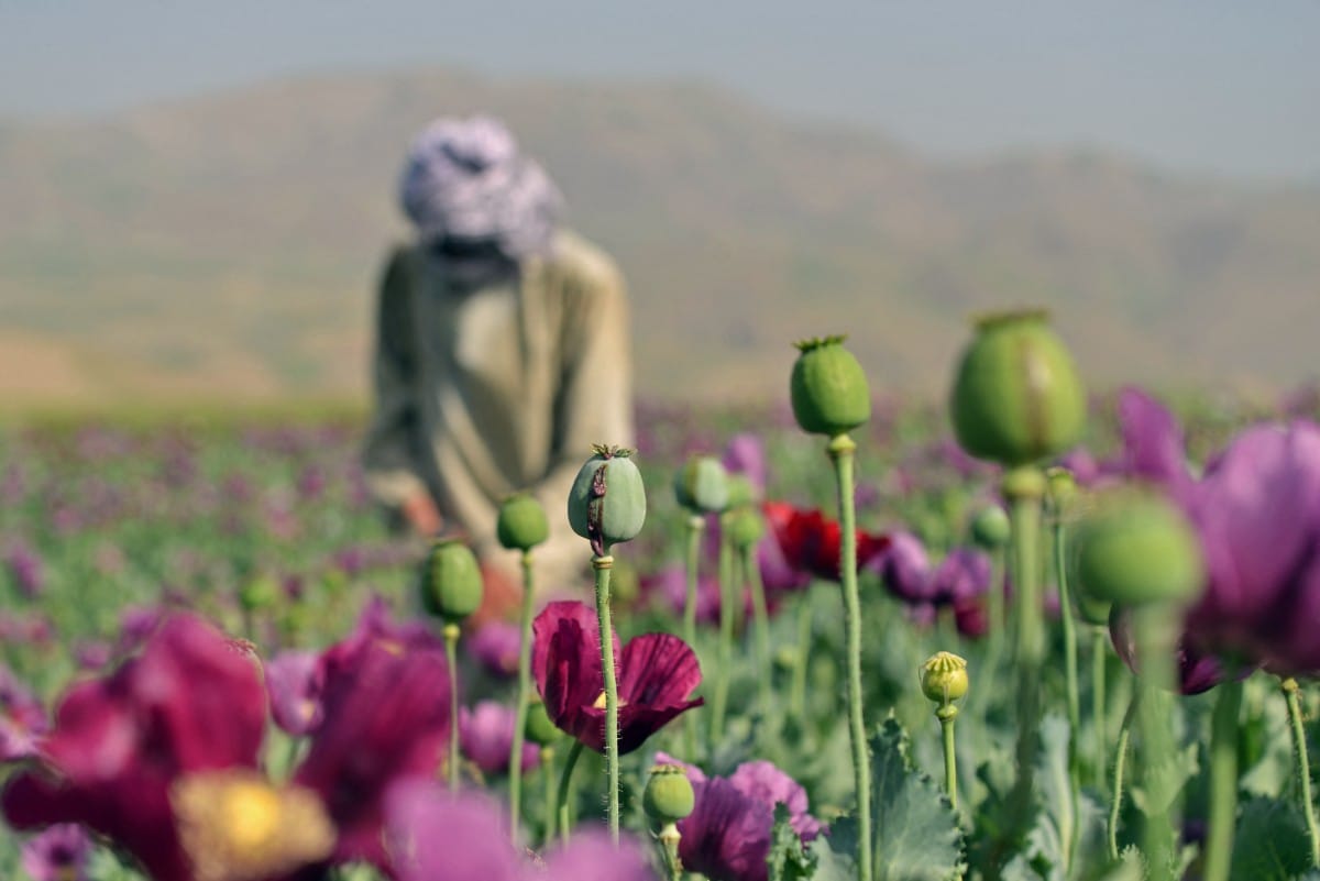 Afghanistan continues as major opium production hub: report