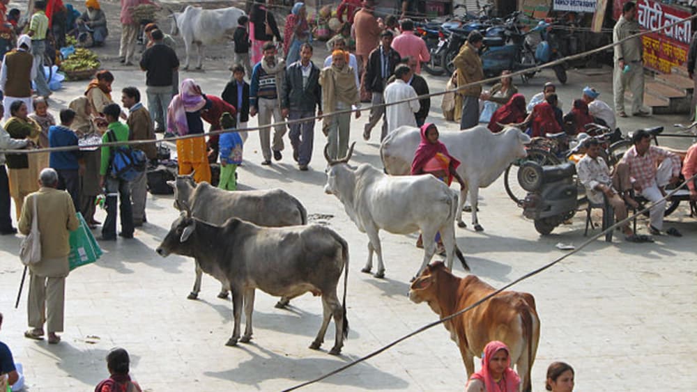 Cow vigilantes in India kill Muslim driver, rights group raises alarm