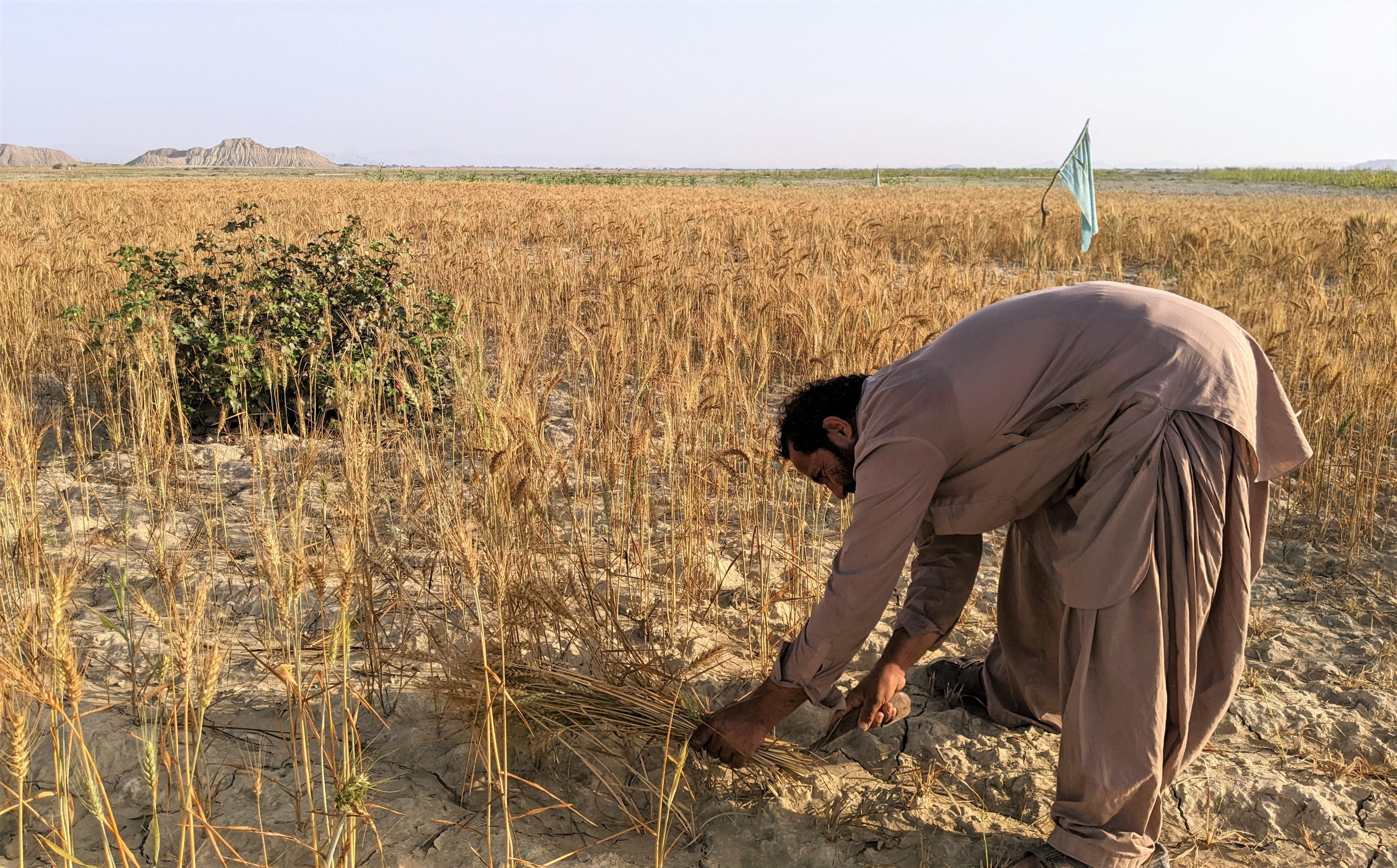 A farmer harvesting wheat in Pasni, Balochistan, under the sun.