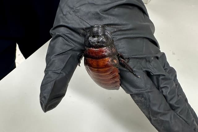 Australian Department of Climate Change, Energy, Environment and Water (DCCEEW) shows some of the 100,000 contraband cockroaches found in a raid on a commercial breeder in the town of Bathurst, west of Sydney. (Photo: AFP)