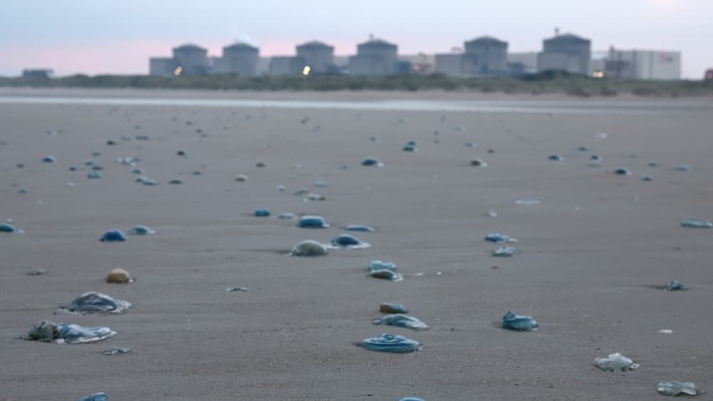 Jellyfish force shutdown of three reactors at French nuclear plant