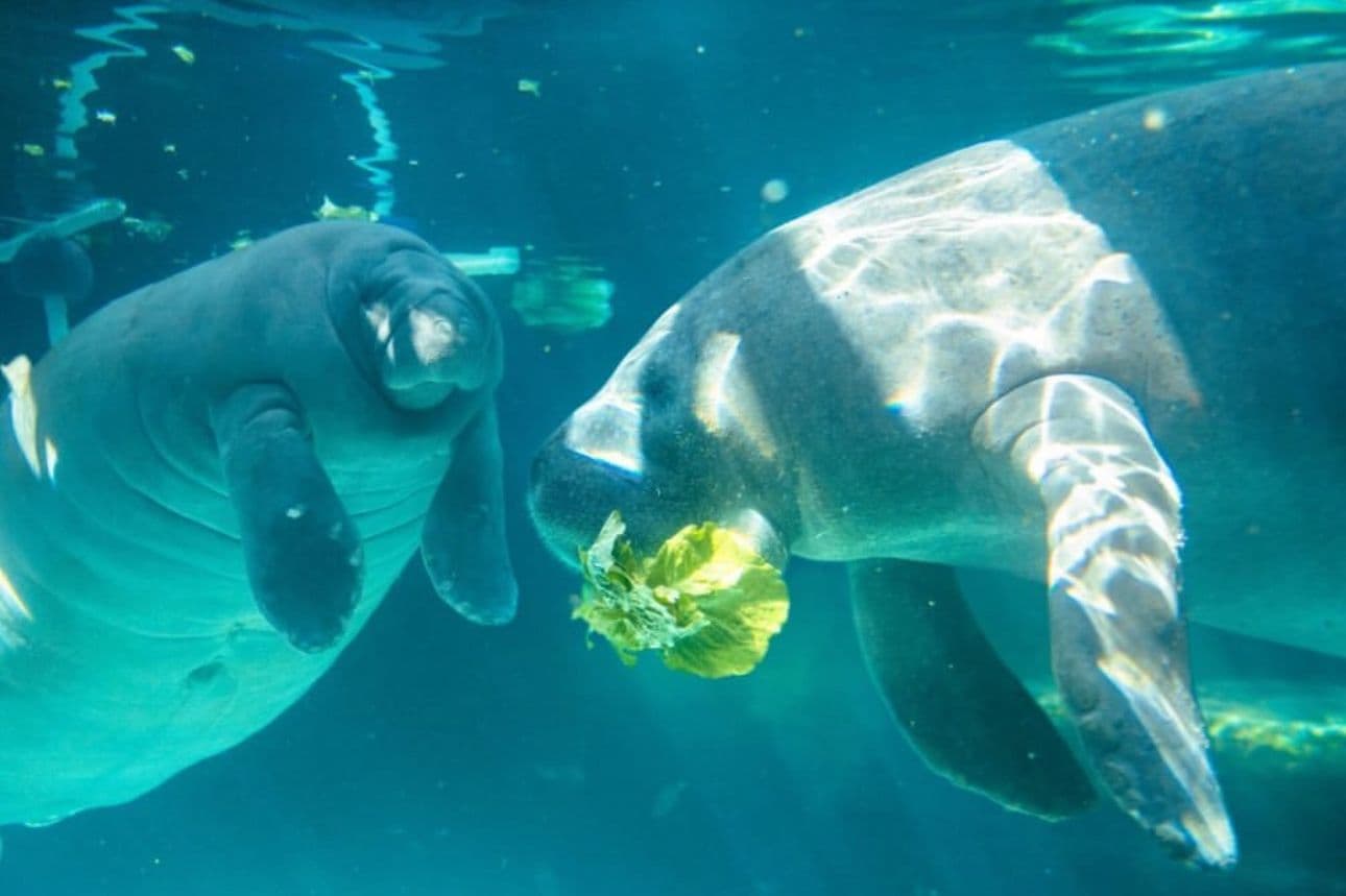 Florida's Mote Marine relocates hundreds of animals to $130M facility