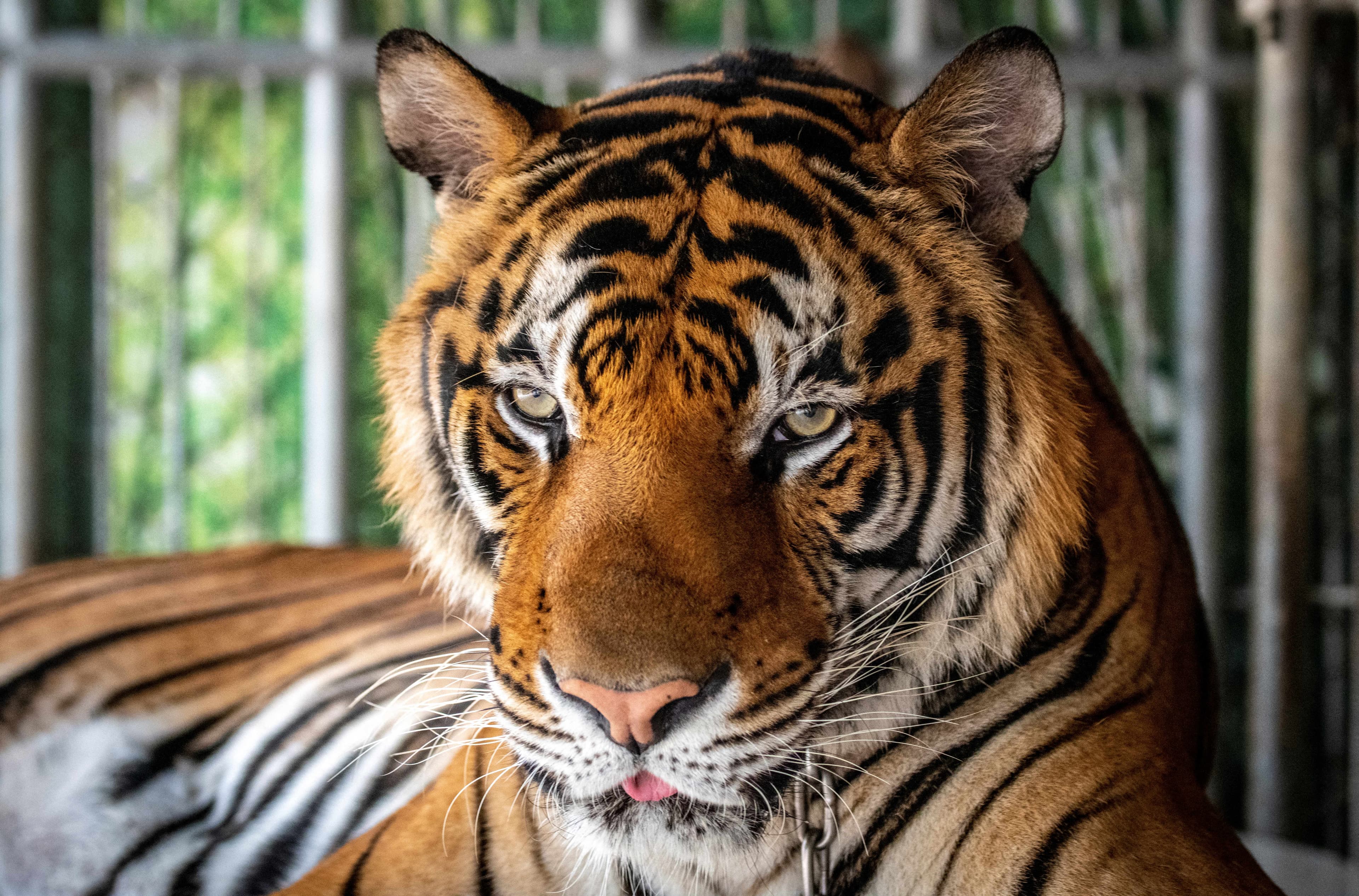 Virus kills over 70 tigers in Thailand park
