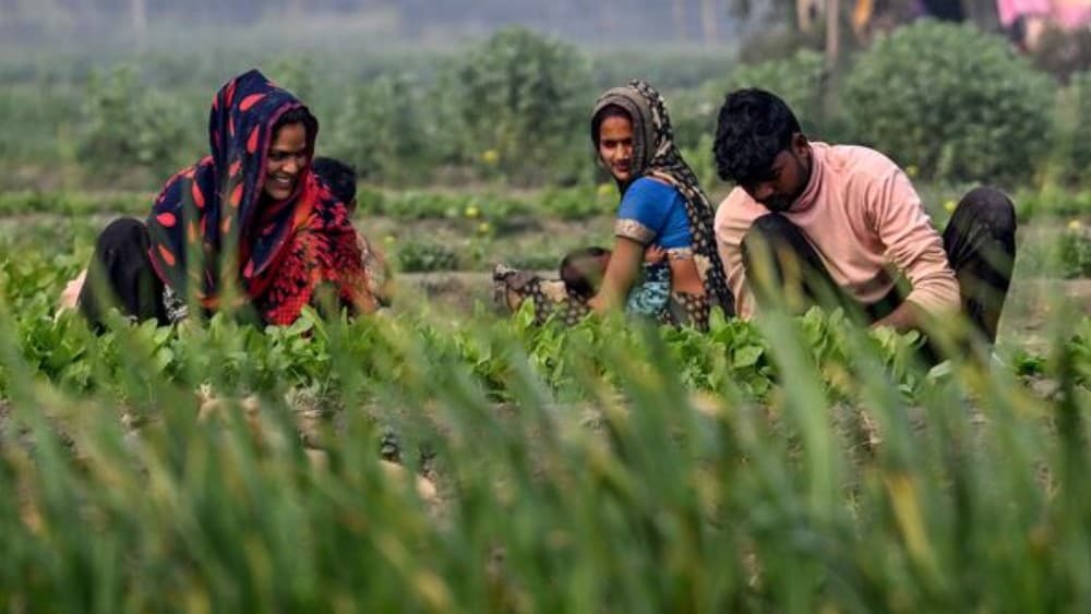 Erratic monsoon leaves India’s crops under pressure