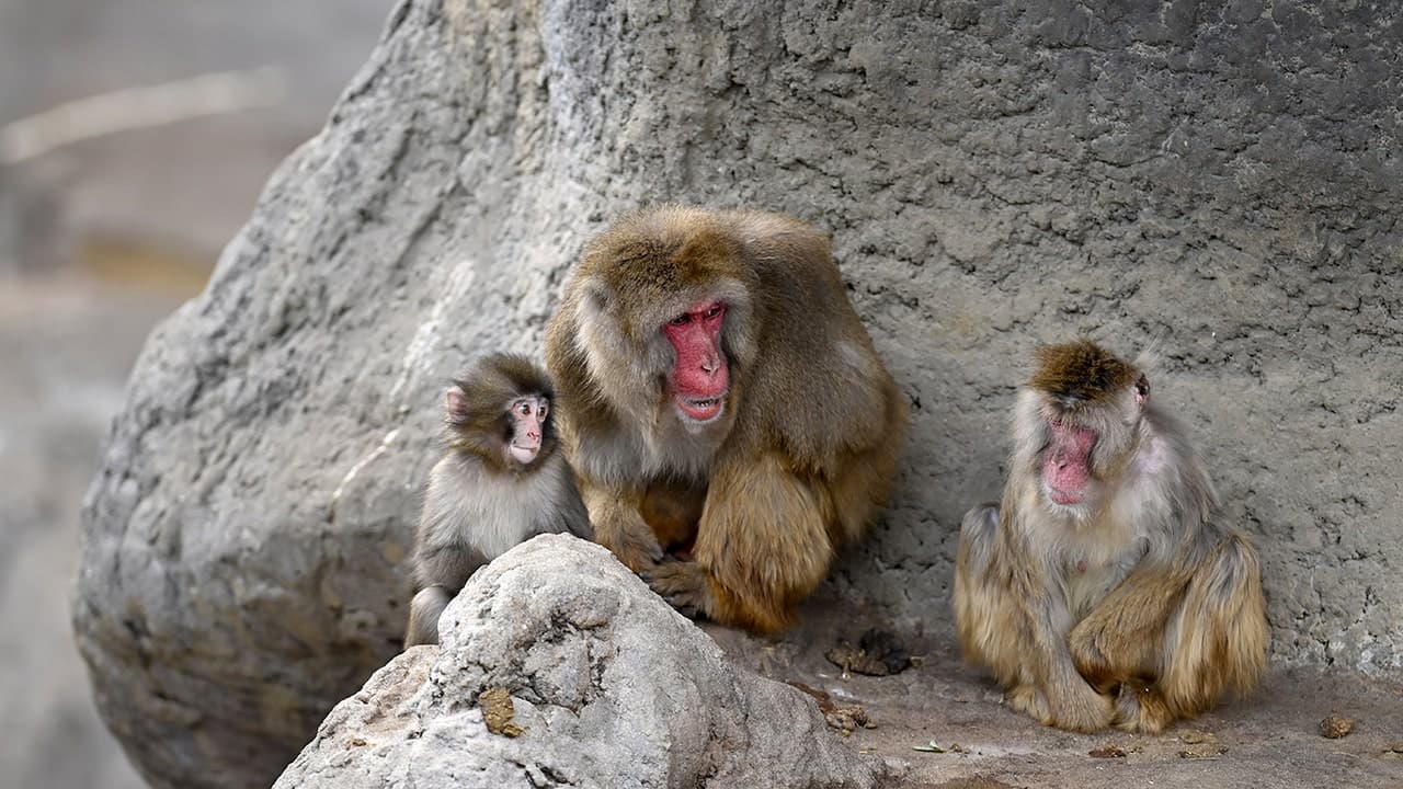 Baby monkey named 'Punch' is seen with its mother at a zoo on February 20, 2026, in north of Tokyo, Chiba Prefecture, Japan. (AFP)
