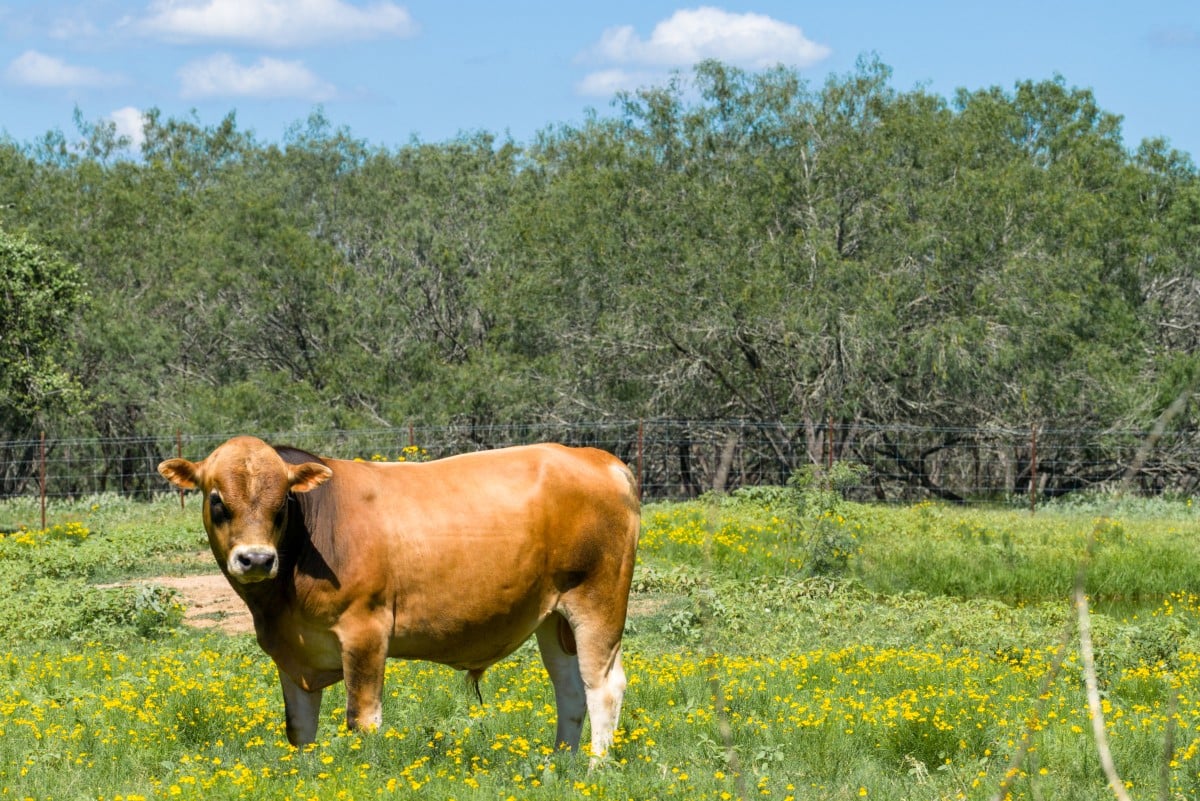 An aerial view of a cow on a field on May 28, 2026, in Luling, Texas (AFP/file)